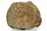 Fossil Hadrosaur (Edmontosaurus) Dorsal Vertebra Centrum - Wyoming #371508-3